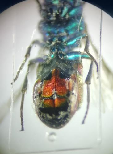 Réf. 261 833 : Chrysura rufiventris